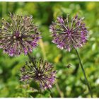 Allium ( Zierlauch) schon am verblühen