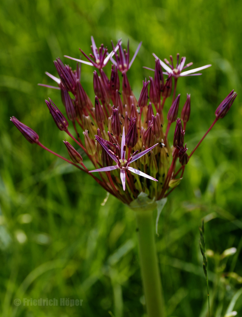 Allium_1