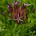 Allium_1