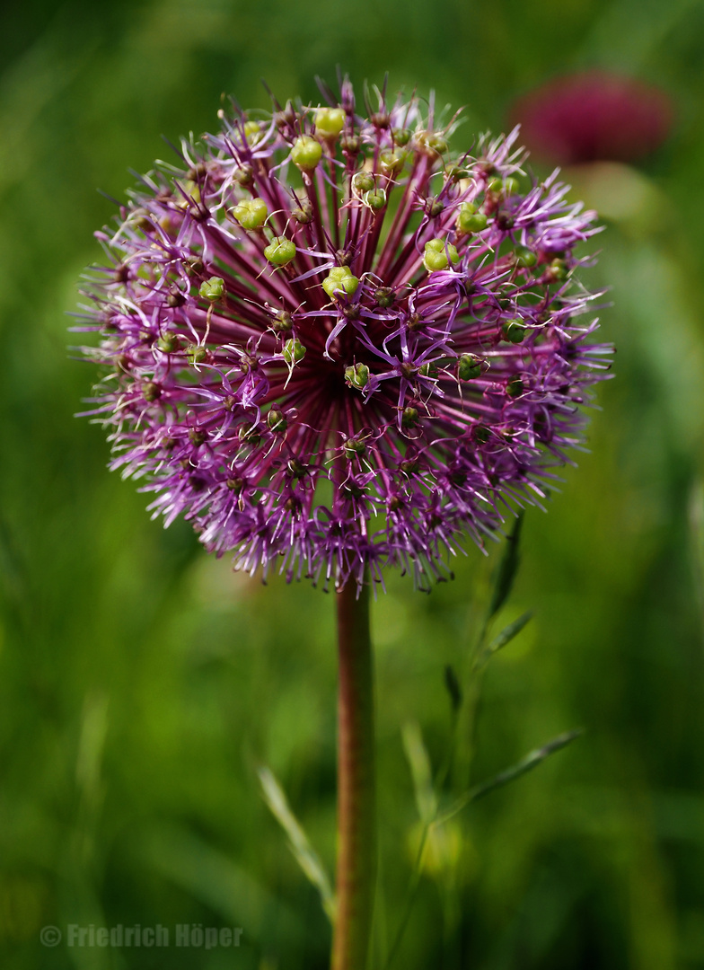 Allium_2