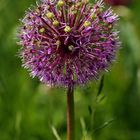 Allium_2