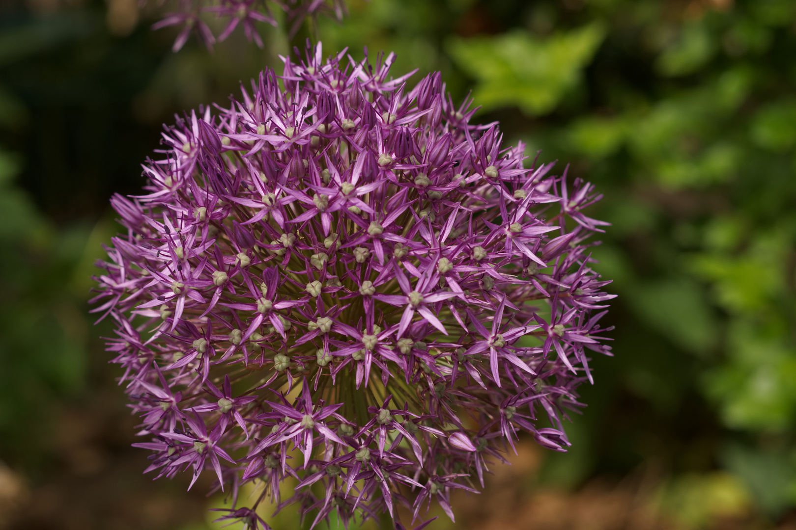 Allium_260522