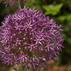 Allium_260522