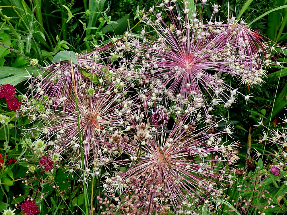 Alliumblüten.