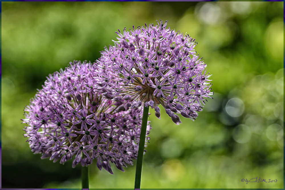 Alliumblüten