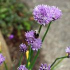 Allium_Lauch_100_9658-Erdhummel