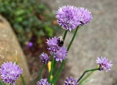 Allium_Lauch_100_9658-Erdhummel