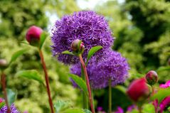 Allium+Pfingstrose