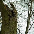 alljährlich grüßt der Waldkautz