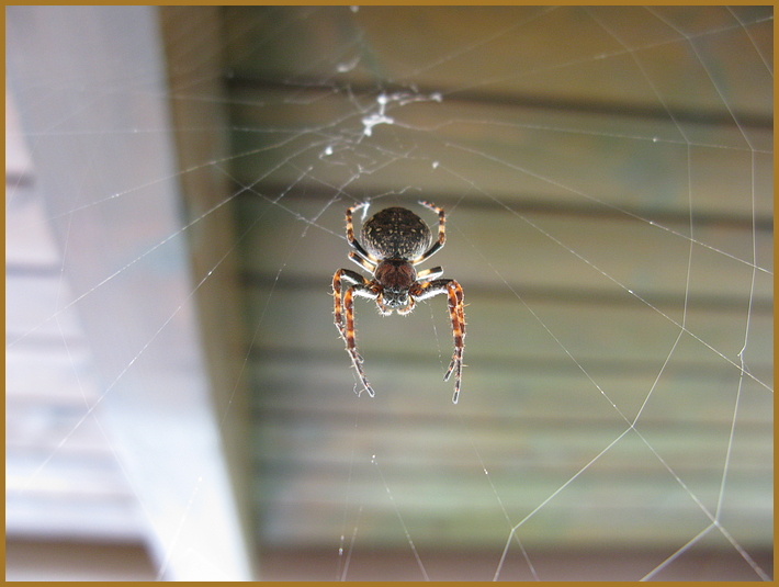 alljährliche Balkon-Spinne