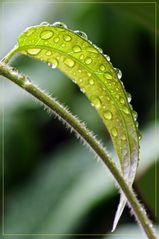 allmählich geht der Regen durch und durch