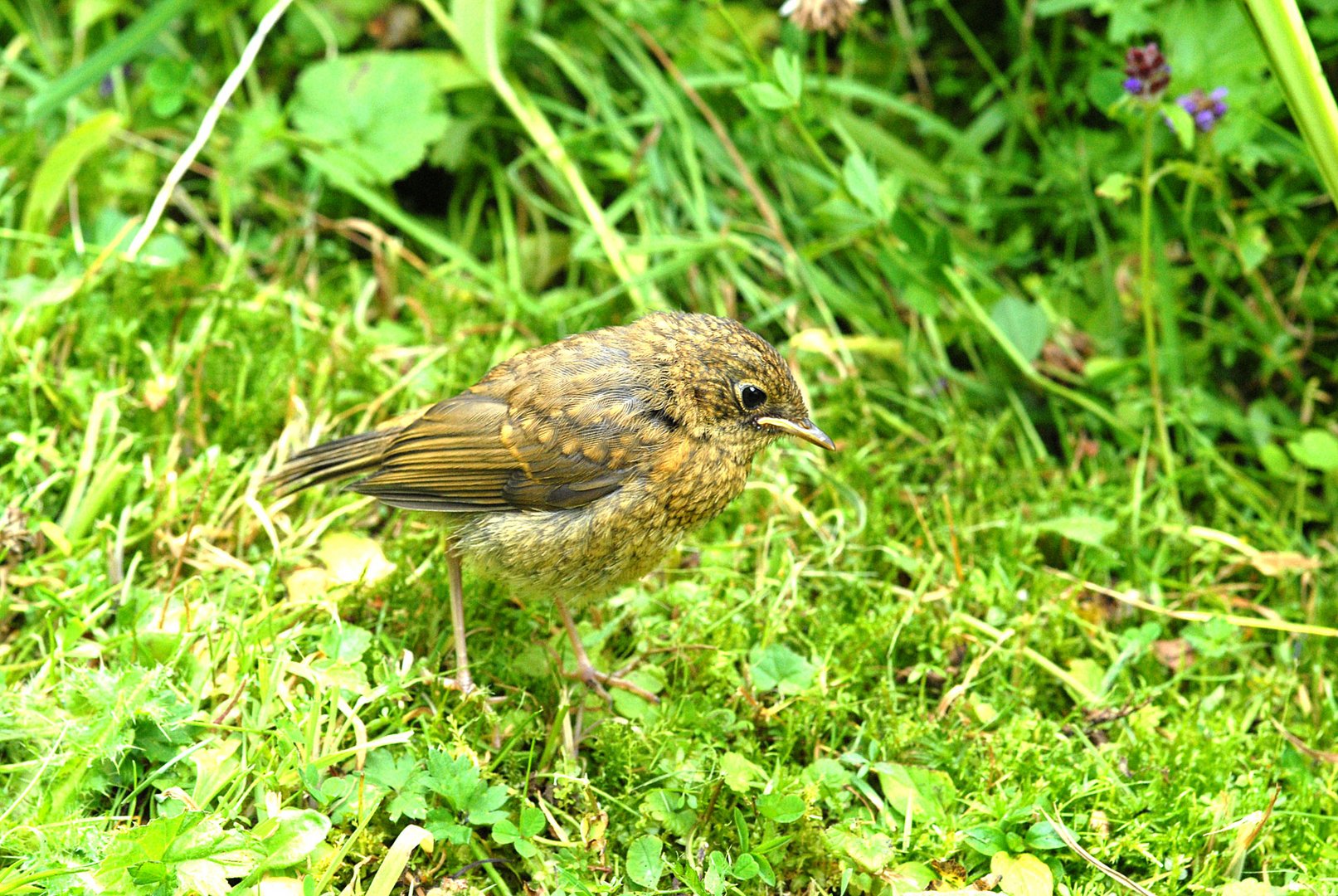 Allmählich sieht man die Jungvögel wie hier dieses Rotkehlchen