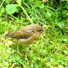 Allmählich sieht man die Jungvögel wie hier dieses Rotkehlchen