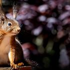 Allmorgendlicher Frühstücksbesuch