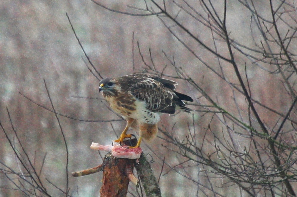 Allmorgentlicher Besuch bei uns im Garten :)