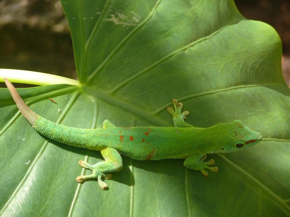 allo zoo delle mauritius