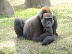 Allo Zoo di Miami_2