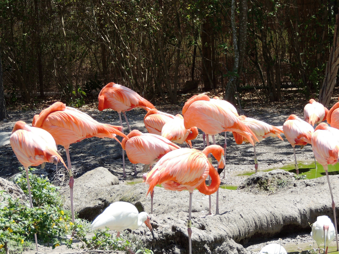 Allo Zoo di Miami_3