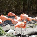 Allo Zoo di Miami_3