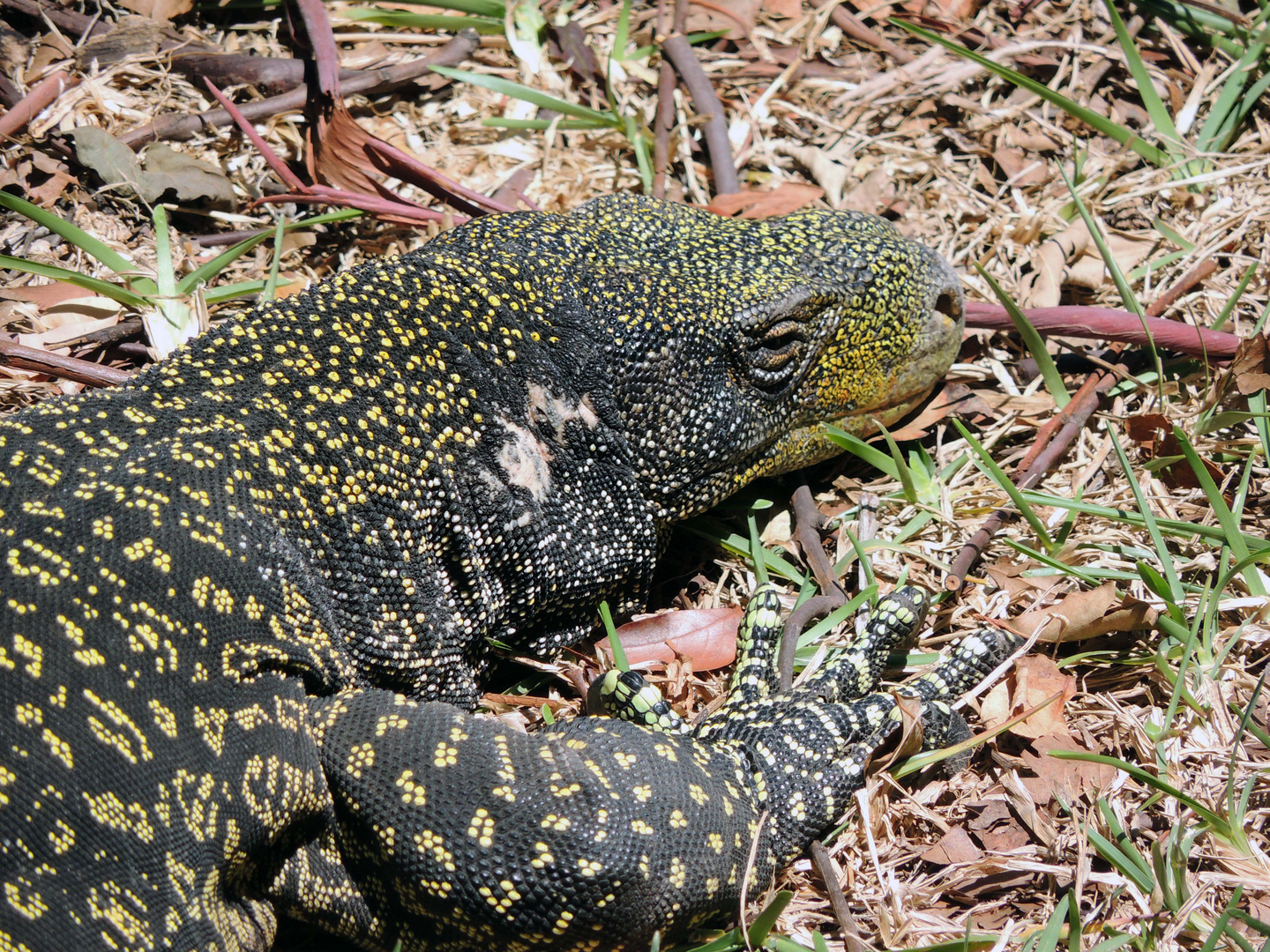 Allo Zoo di Miami_4