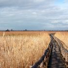 All'Oasi LIPU di Massaciuccoli