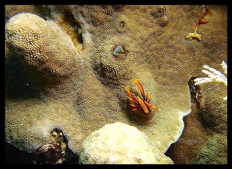 Allogalathea Elegans, Federstern Springkrabbe, Sulawesi Mai 2006