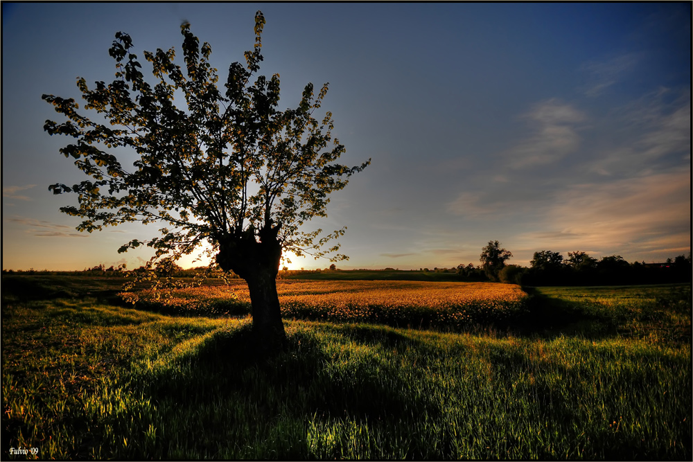 All'ombra del gelso