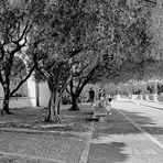 All'ombra del grande olivo!...