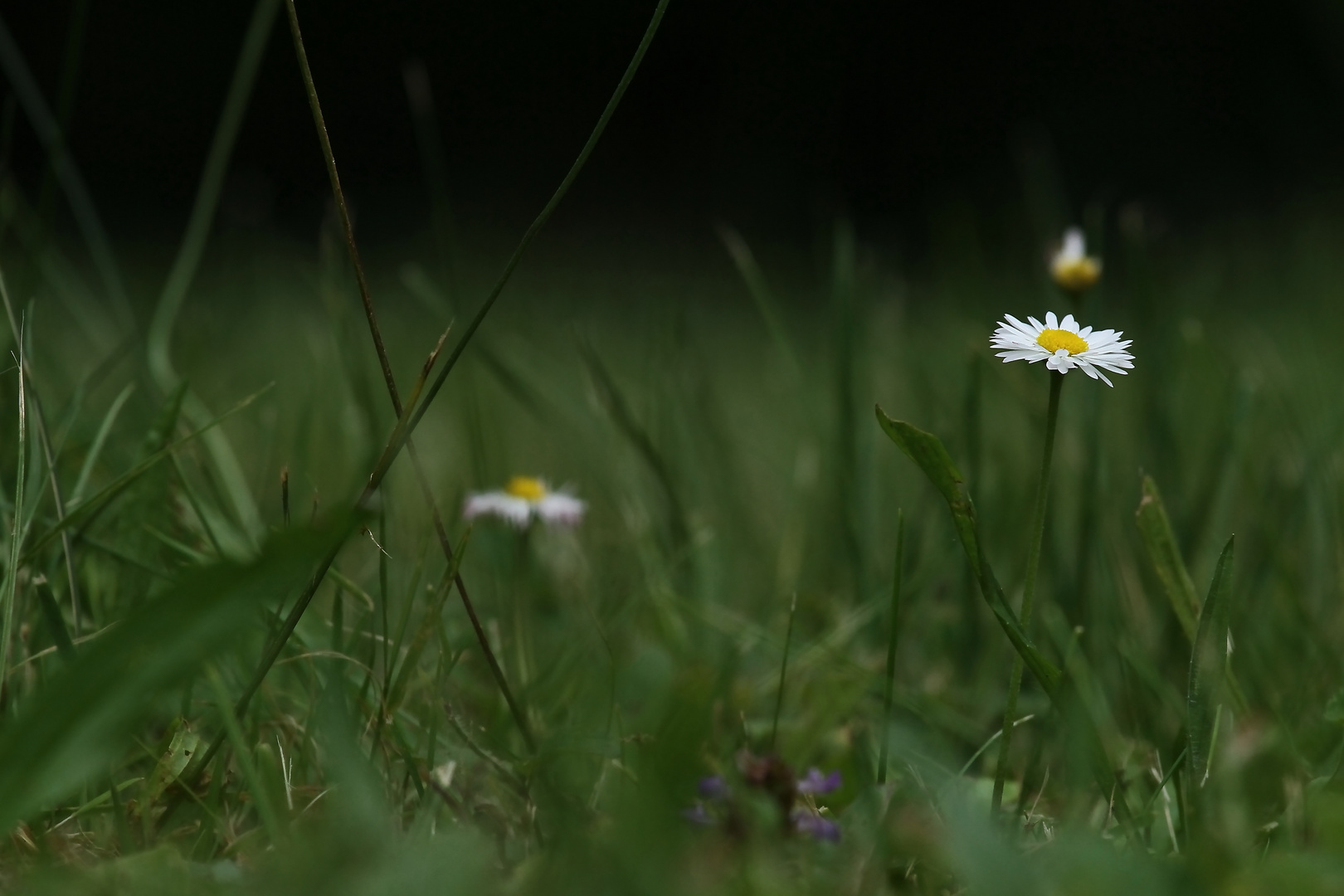 allongé dans l'herbe