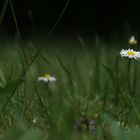 allongé dans l'herbe