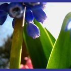 Allongé sous un muscari.