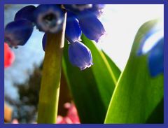 Allongé sous un muscari.