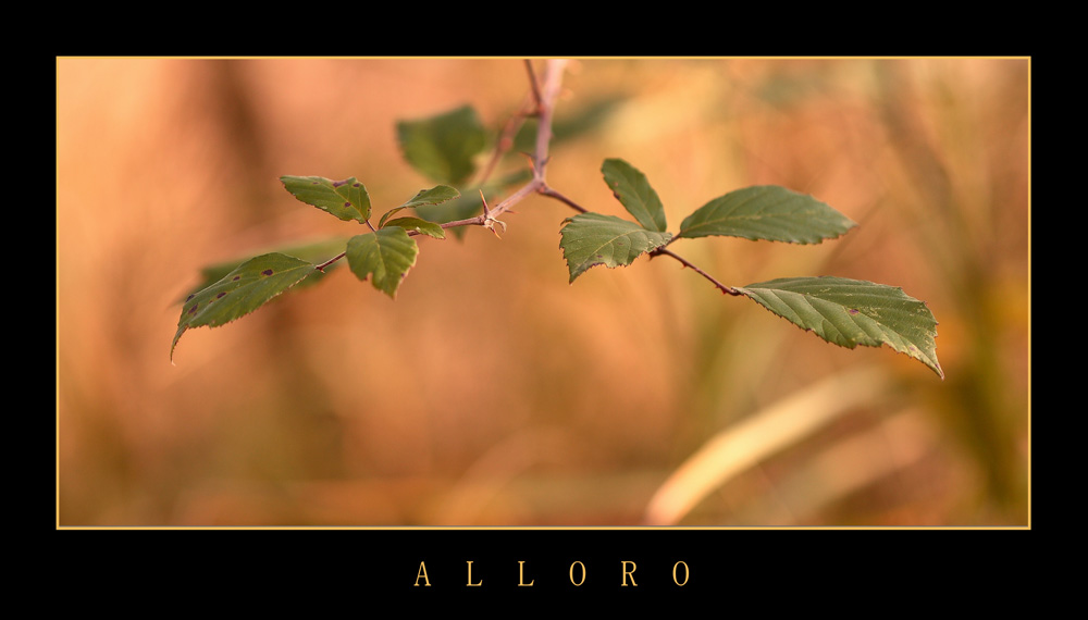 ALLORO