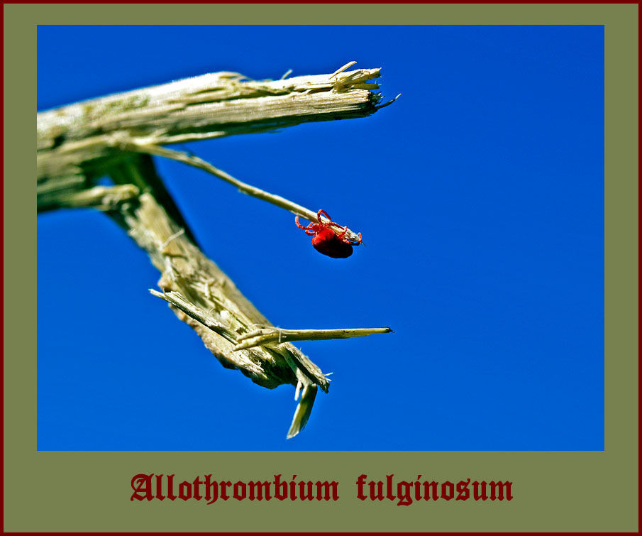 ***Allothrombium fulginosum***
