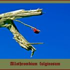 ***Allothrombium fulginosum***