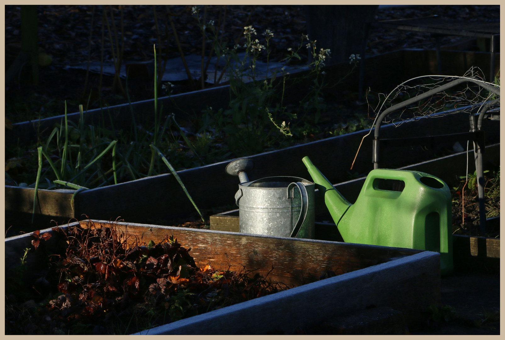 allotment in winter 4