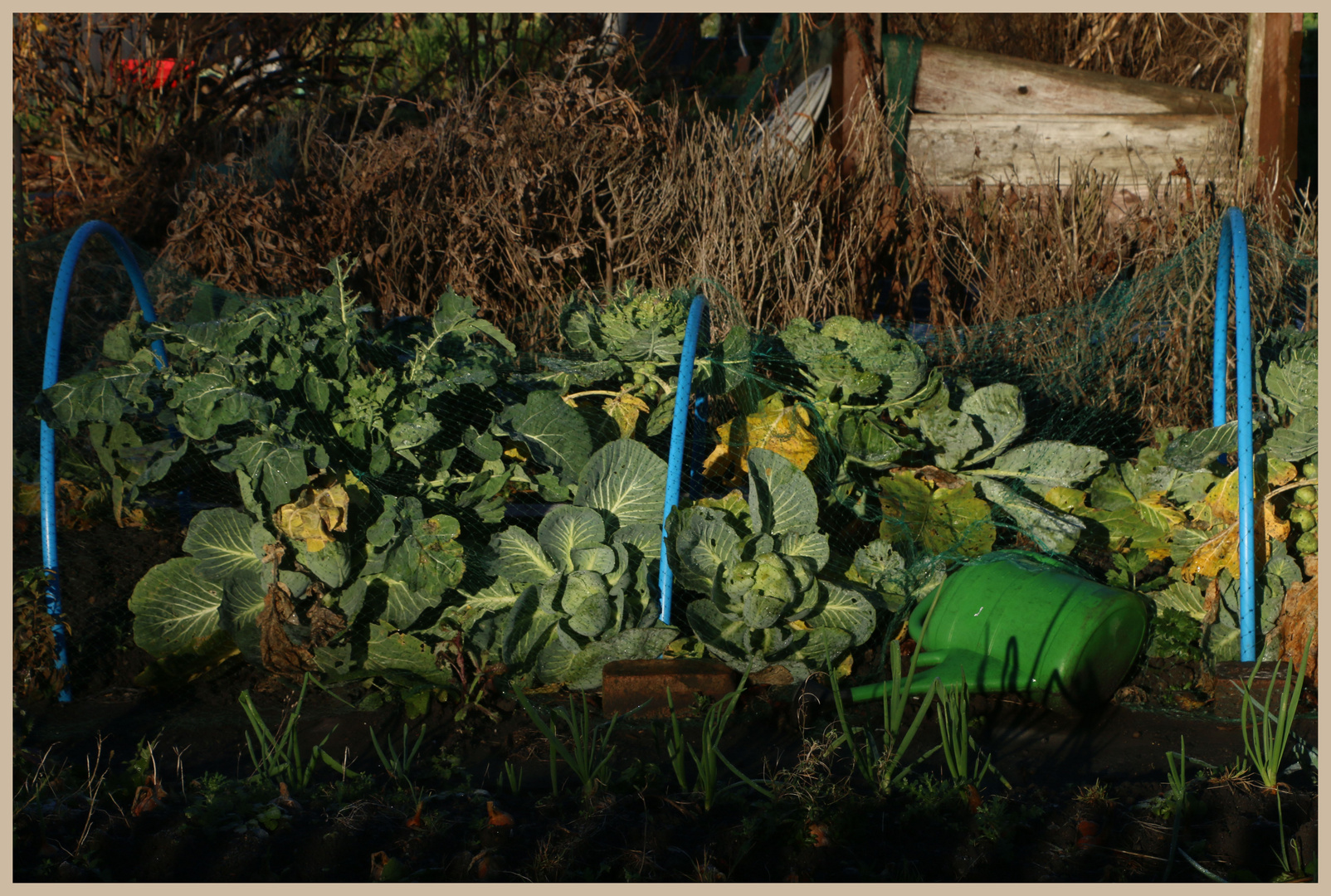 allotment in winter 5