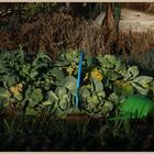 allotment in winter 5