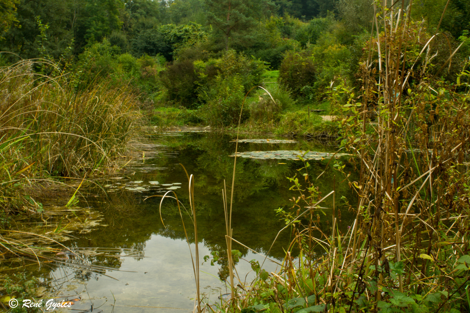 Allschwiler Wald bei Basel Schweiz