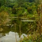 Allschwiler Wald bei Basel Schweiz