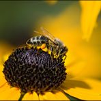 Alltag einer Bienensammlerin...