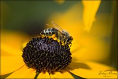 Alltag einer Bienensammlerin...