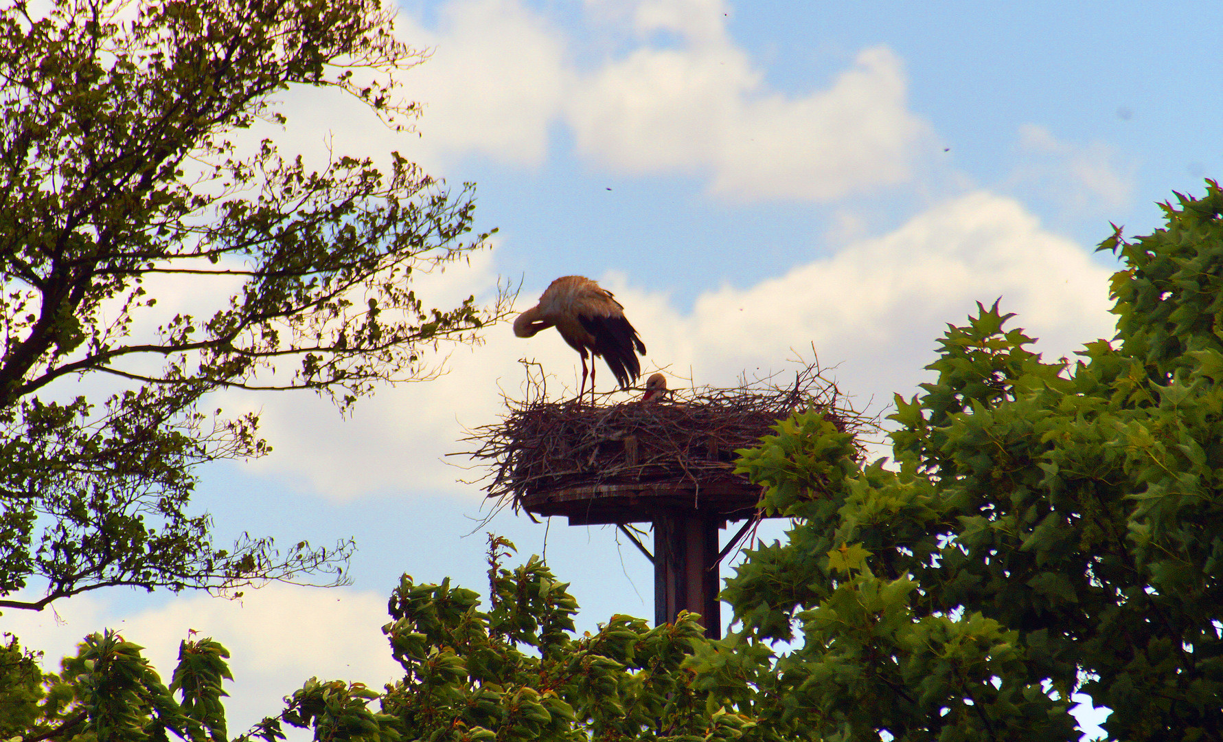 Alltag im Storchennest