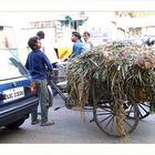 Alltag in Old Delhi