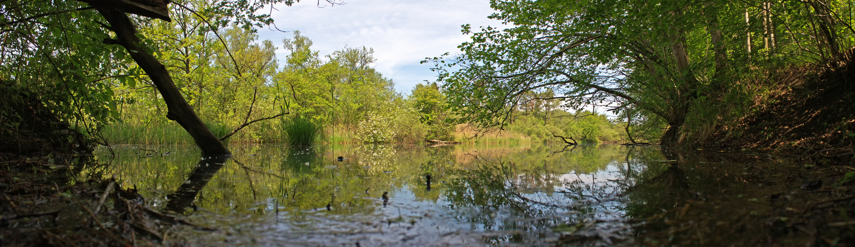 alluvial forest in early summer