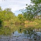 alluvial forest in early summer