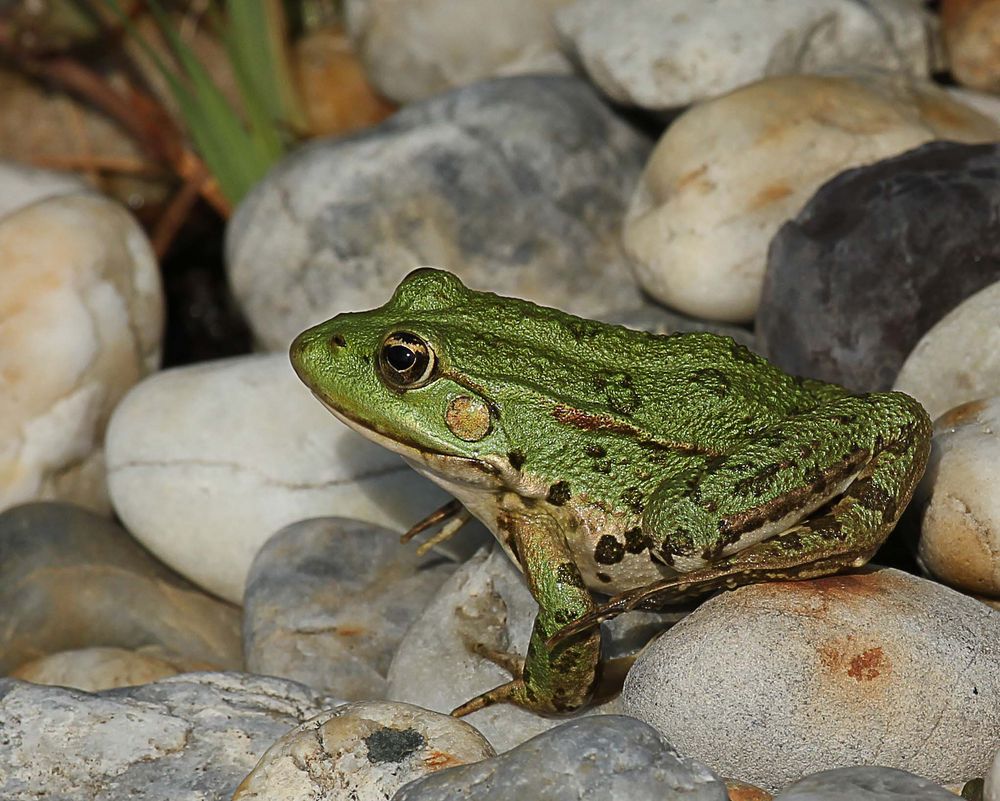 Allwetterfrosch