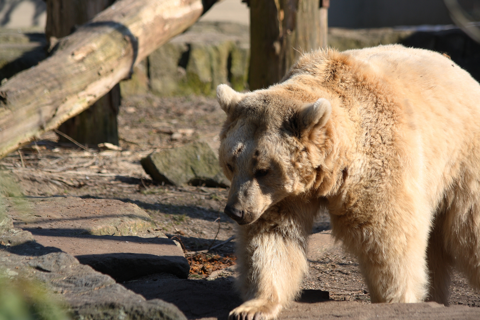 Allwetterzoo Braunbär