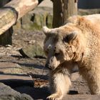 Allwetterzoo Braunbär