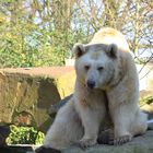 Allwetterzoo Braunbär die zweite